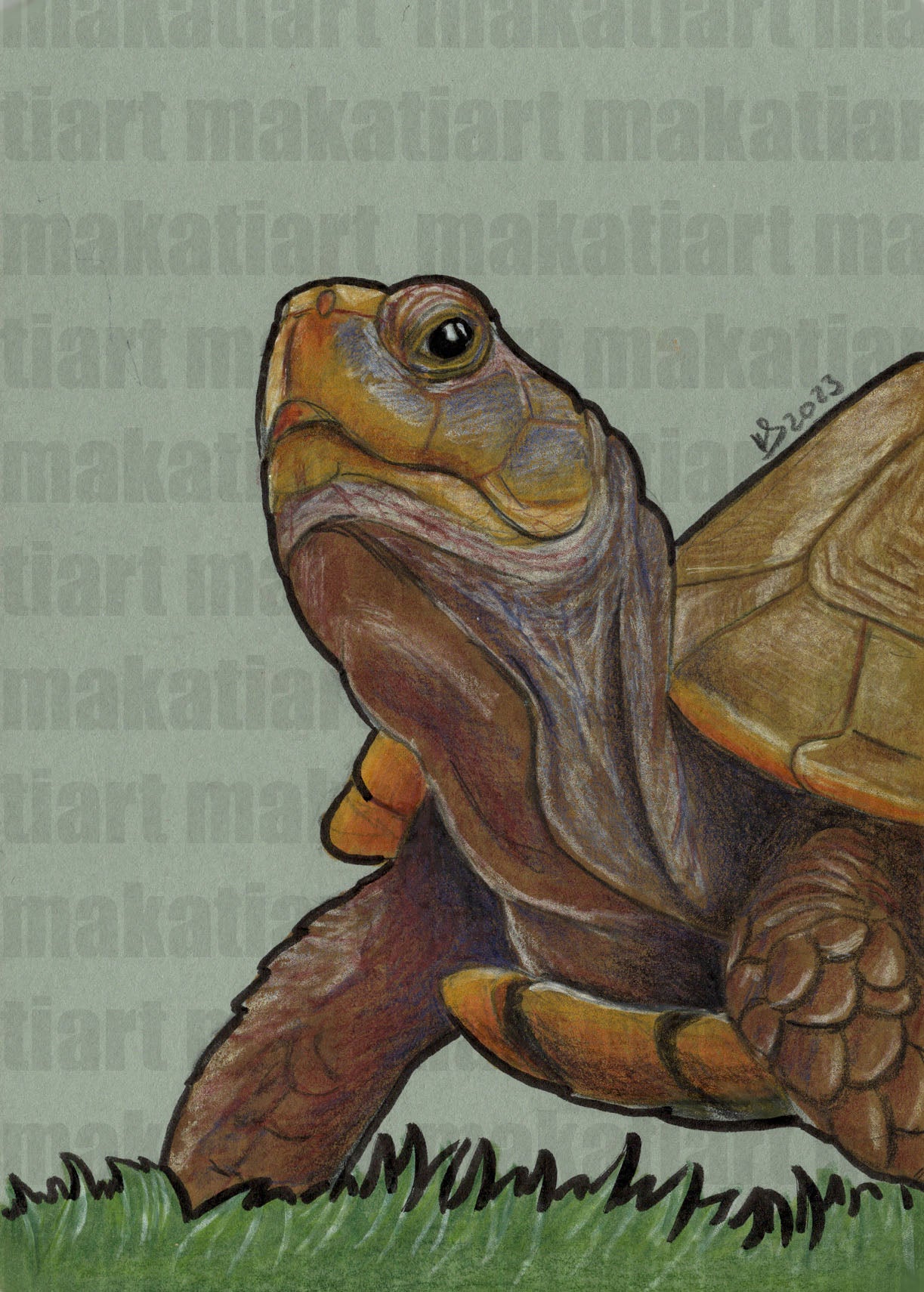 Bunststiftzeichnung Schildkröte