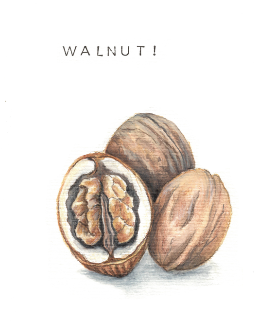 Buntstiftzeichnung Walnuss